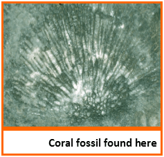 coral fossil