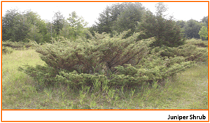 juniper bushes
