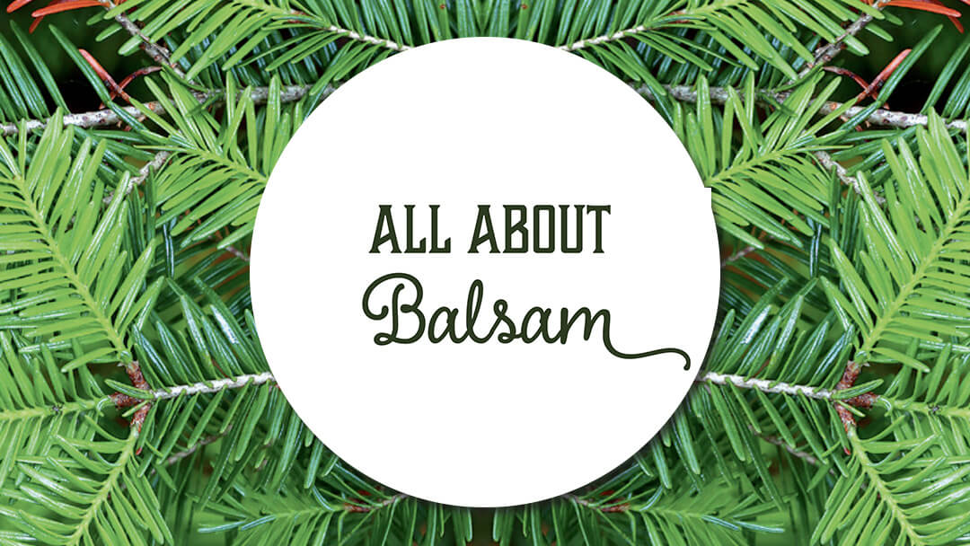 All About Balsam cover