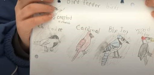Drawings of birds