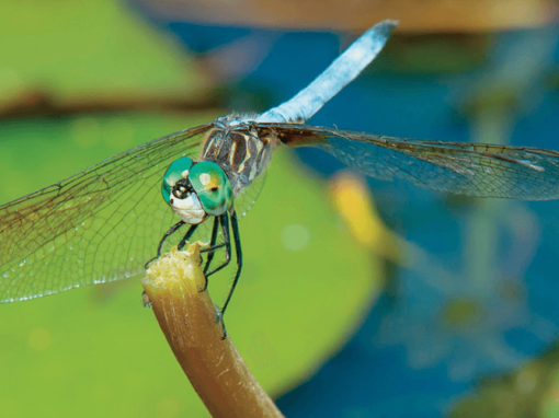 Closeup of a Dragonfly