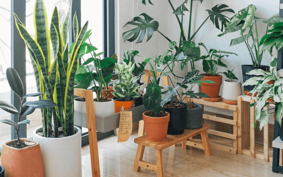Nature Notes: Benefits of Indoor Plants