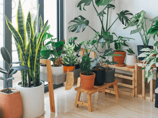 House Plants