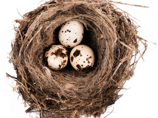 Nest with 3 bird eggs in it