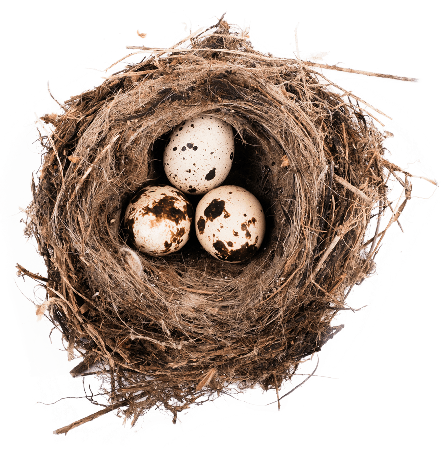 Nest with 3 bird eggs in it<br />
