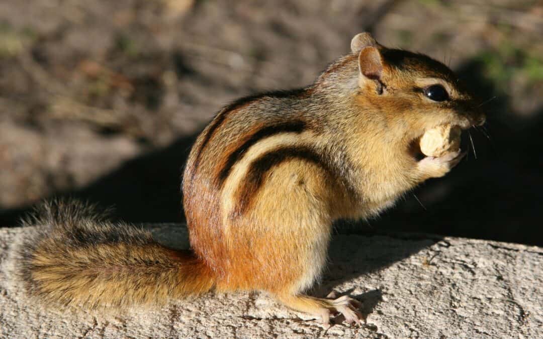 Nature Notes: The Chipmunk