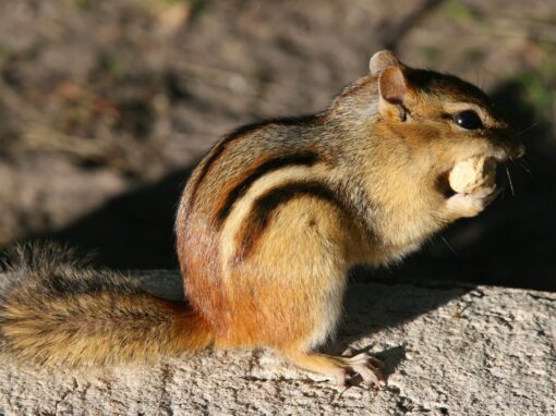 chipmunk eating a nut