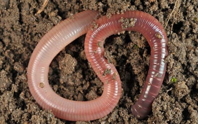 Nature Notes: The Earthworm is an Invader!