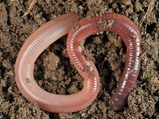 Earthworm in dirt