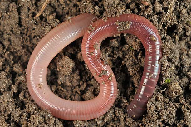Nature Showcase: The Earthworm is an Invader!