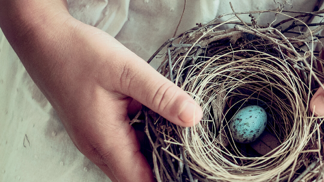 Holding a nest with blue egg