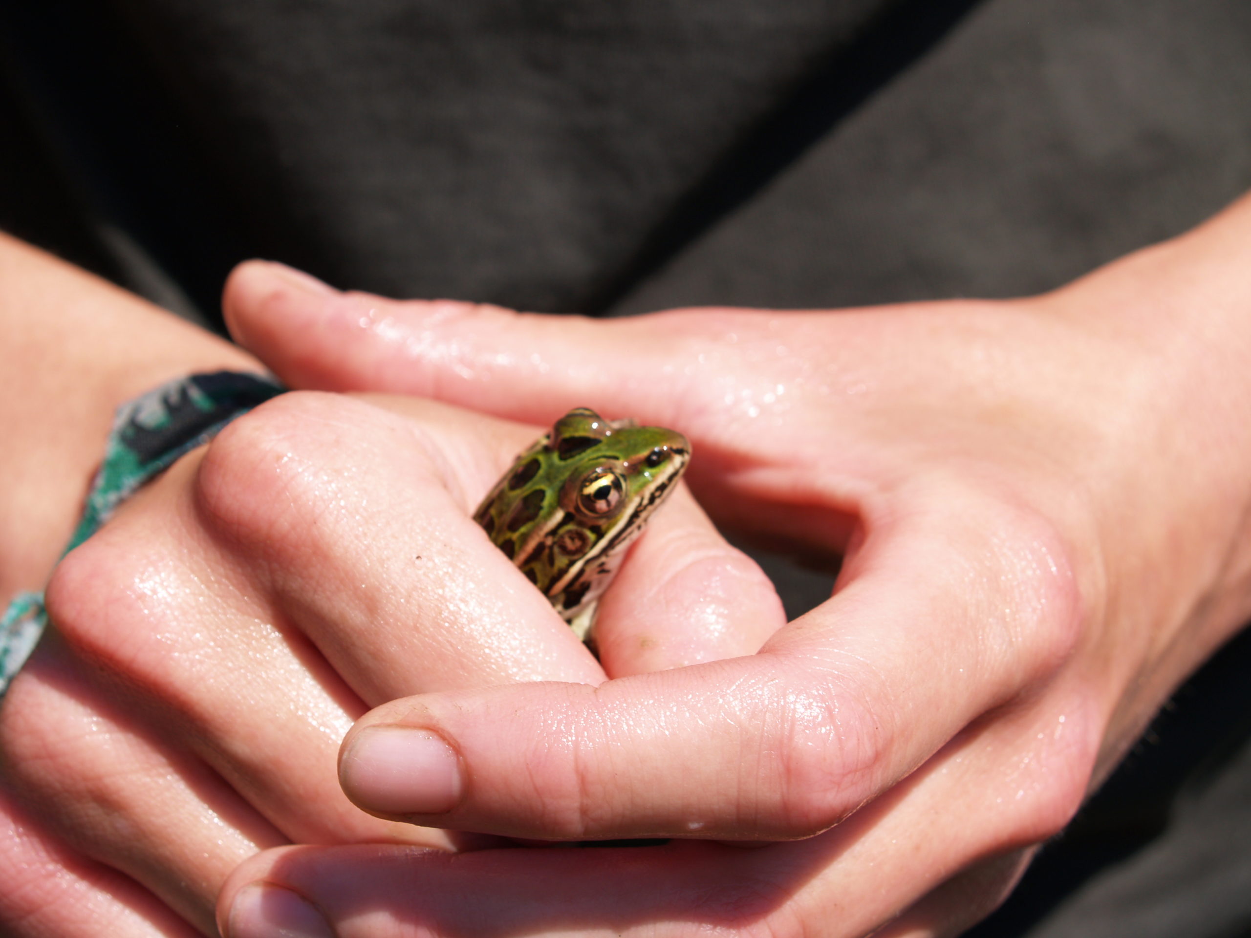 a zoomed in image of two hands holding onto a small frog