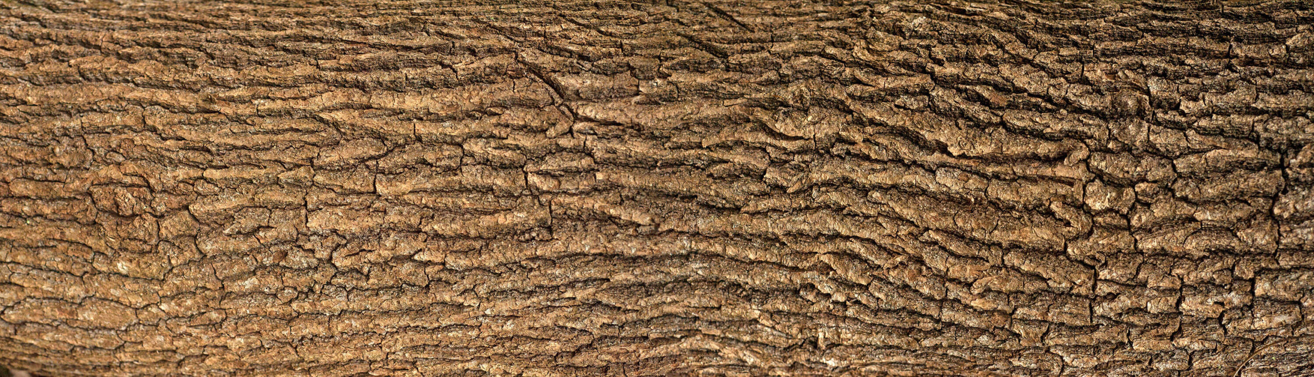 Oak Bark Texture