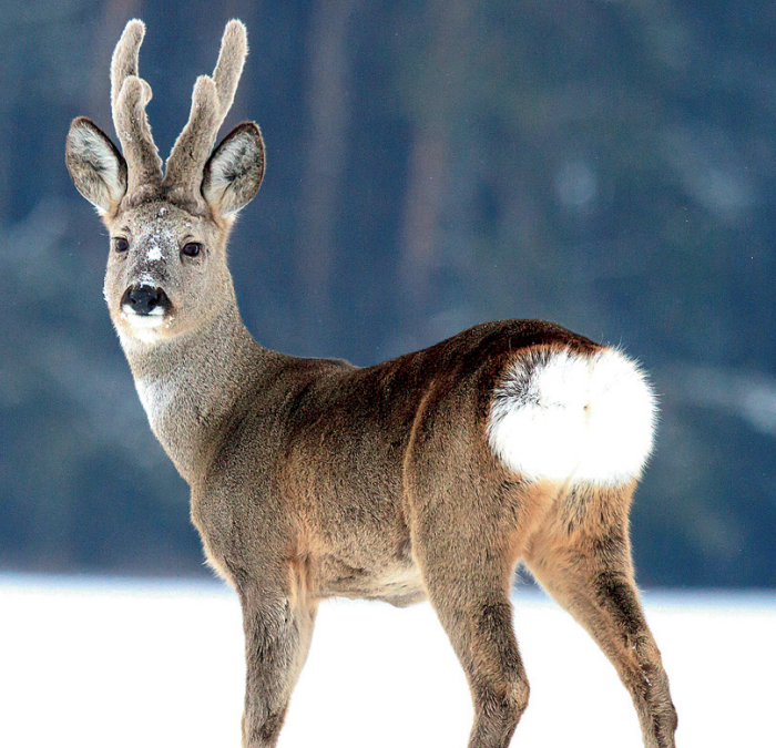 Take it Outside: Enjoying the Gifts of Winter