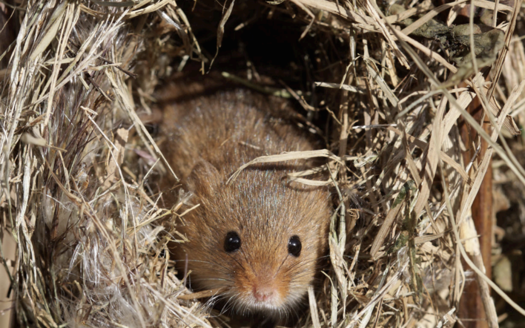 Animals Keeping Warm and Cozy: Making Winter Nests