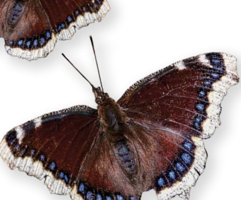 Flutterby’s: The Magic of Butterflies