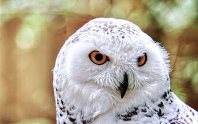 Nature Nites: Snowy Owl