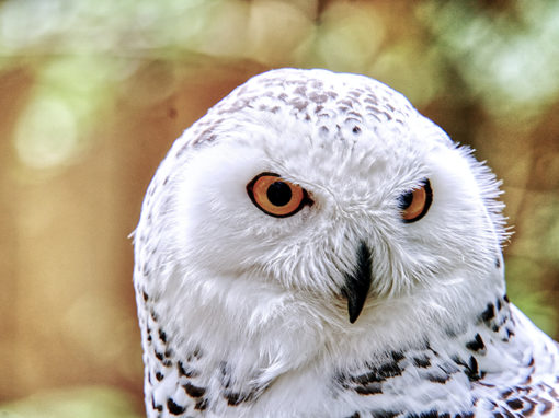 Snowy Owl