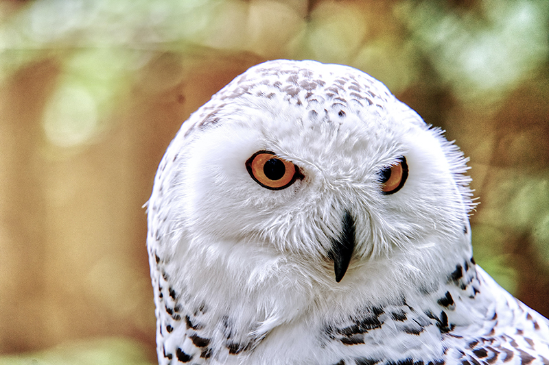 Nature Nites: Snowy Owl