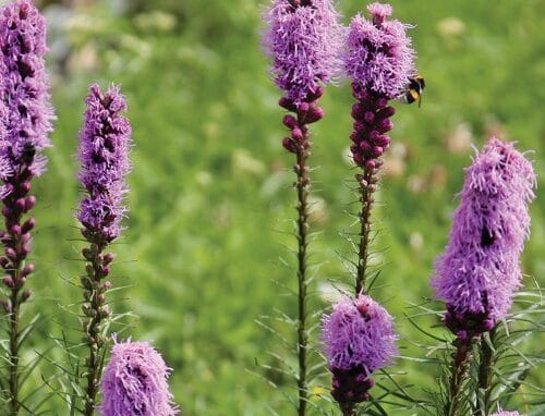 dense blazing star flowers