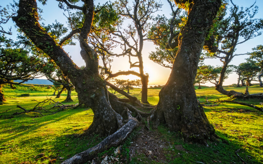 Post-Visit “Tree-ific: A Program about Plants and Trees”