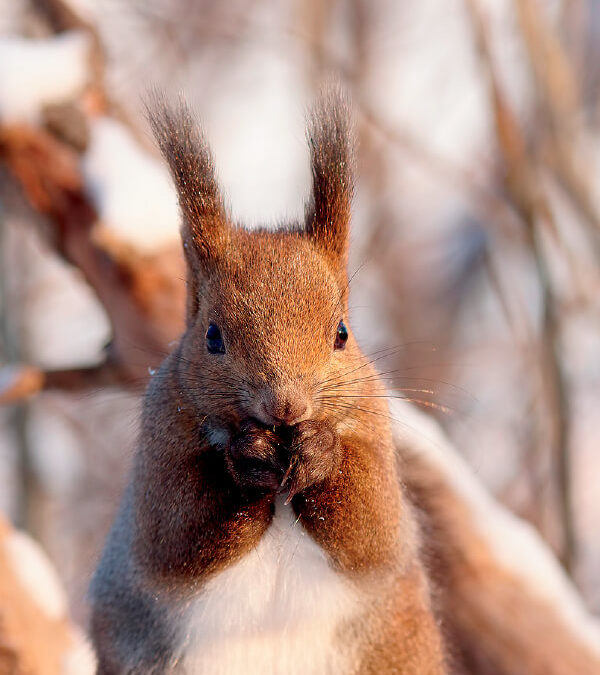 A Day in the Life of a Squirrel