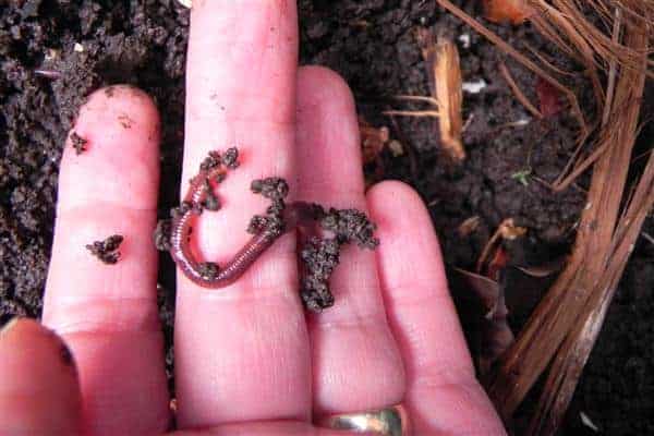 hand holding red wriggler worm