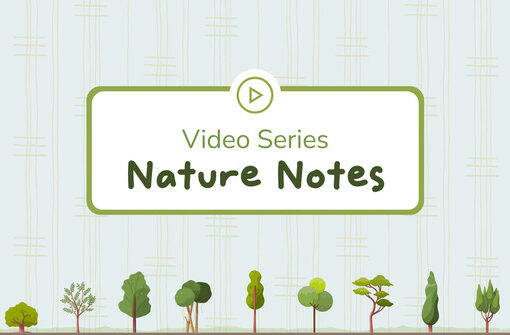 thumbnail for Nature Notes video series