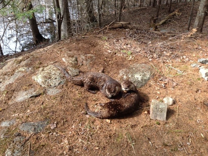 two otters